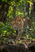 Forest Leopard wall art – Hidden Hunter – UV printed on ECO Board by Wall Gallery Sri Lanka