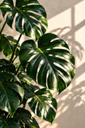 Monstera Shadows wall art – Tropical Leaves – UV printed on ECO Board by Wall Gallery Sri Lanka