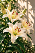 White Lilies wall art – Pure Elegance – UV printed on ECO Board by Wall Gallery Sri Lanka